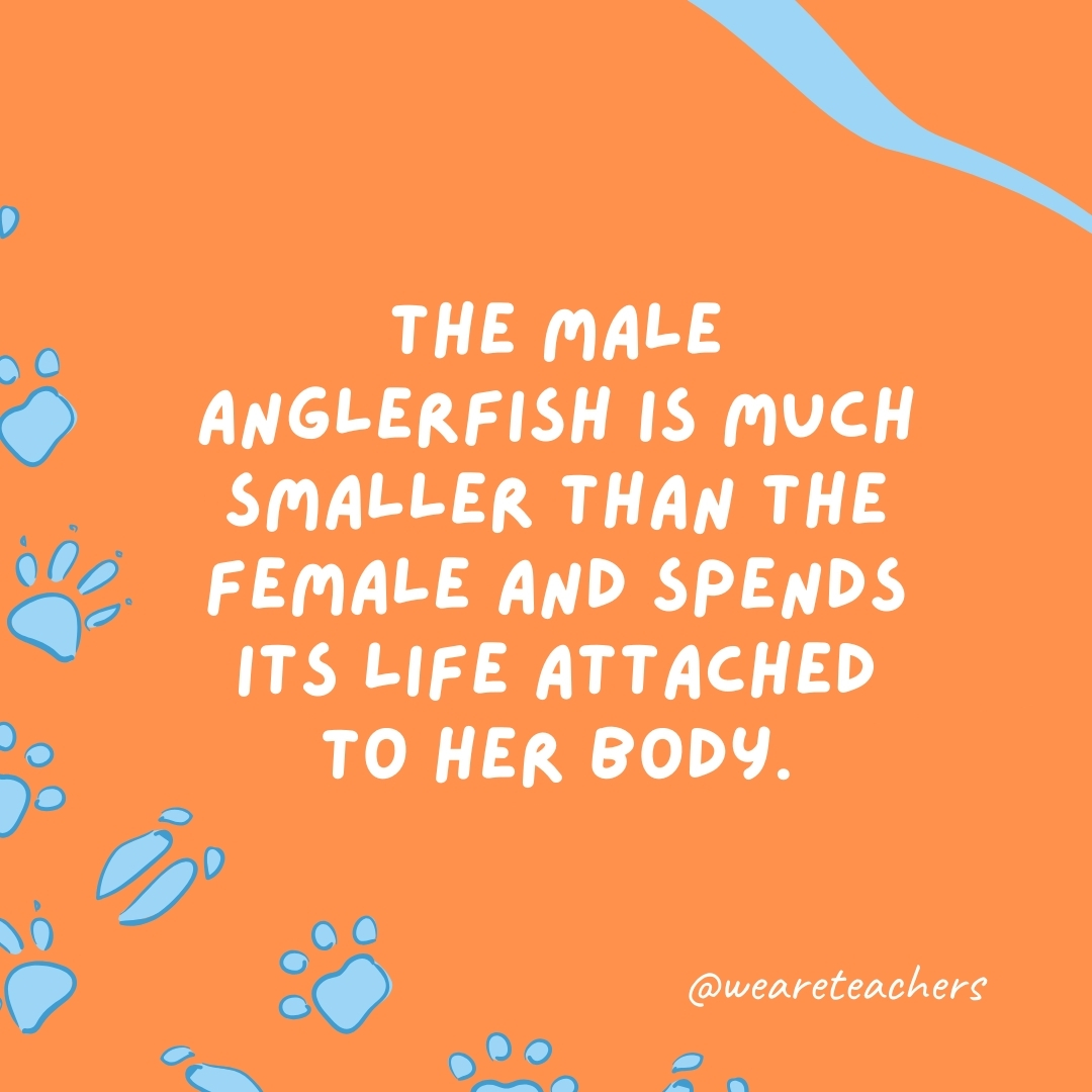 The male anglerfish is much smaller than the female and spends its life attached to her body.- animal facts