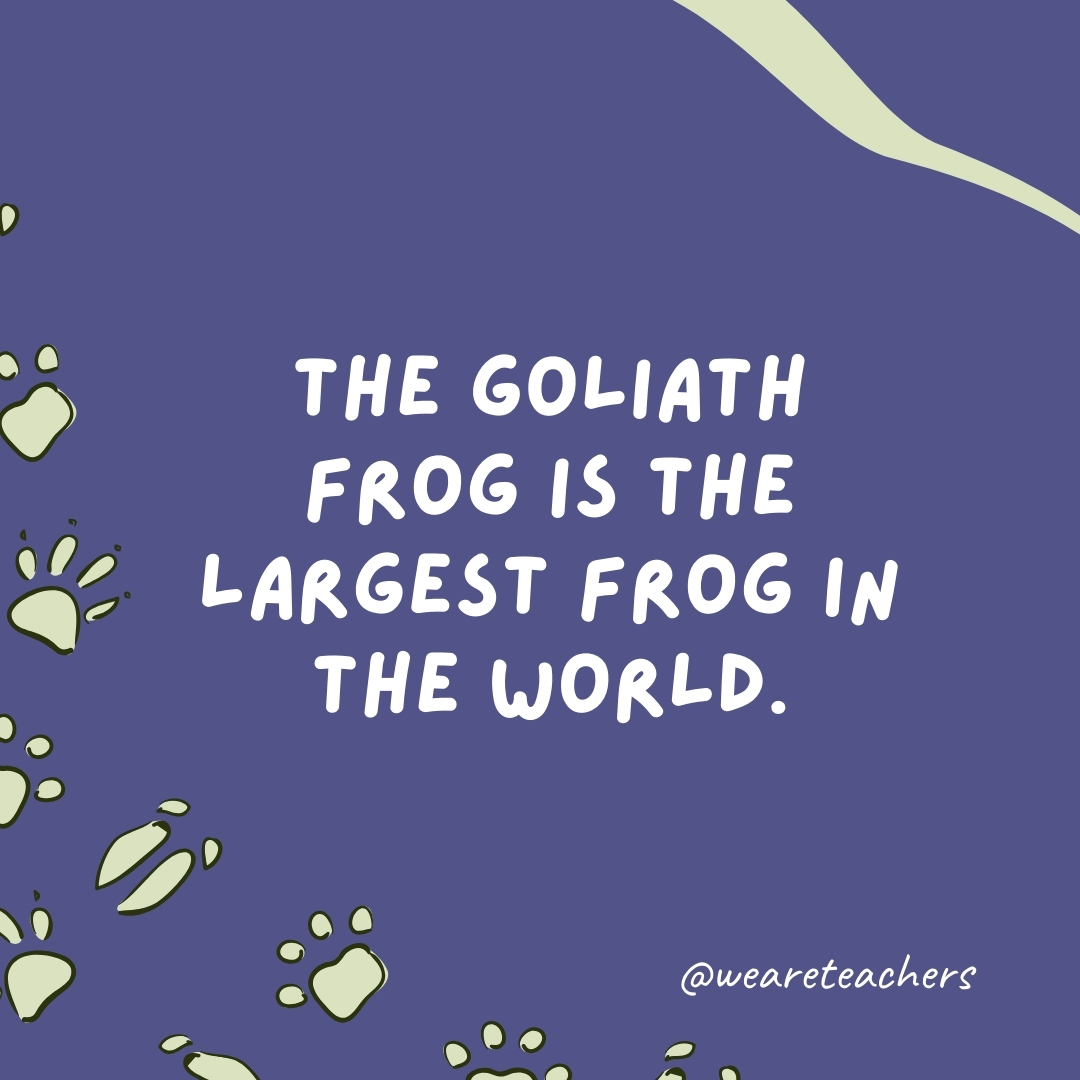 The goliath frog is the largest frog in the world.