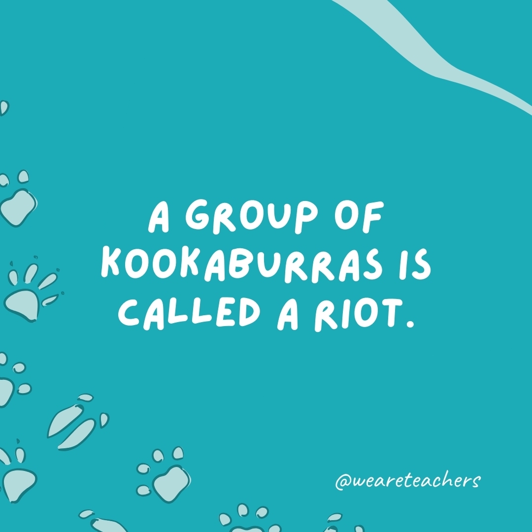 A group of kookaburras is called a riot.