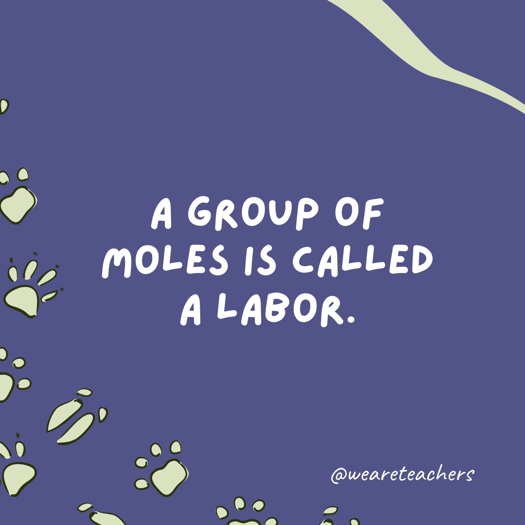 A group of moles is called a labor.- animal facts