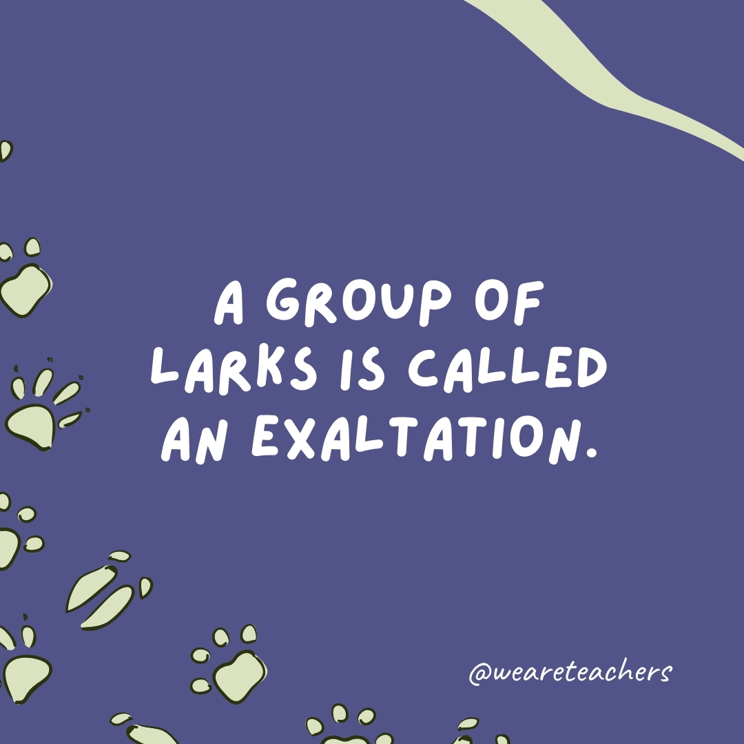 A group of larks is called an exaltation.- animal facts