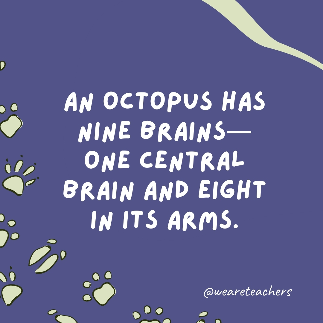 An octopus has nine brains—one central brain and eight in its arms.  - animal facts