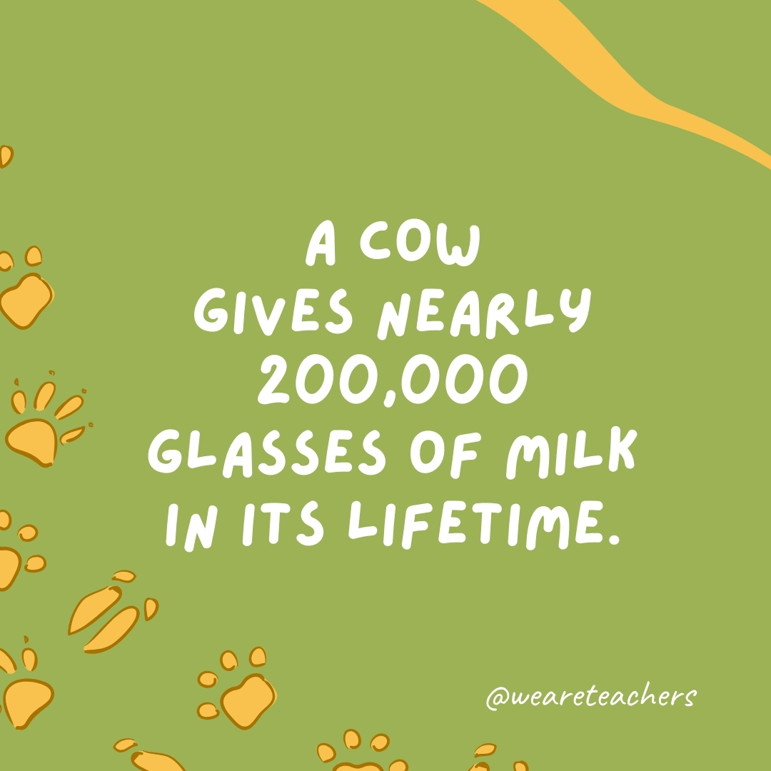 A cow gives nearly 200,000 glasses of milk in its lifetime.