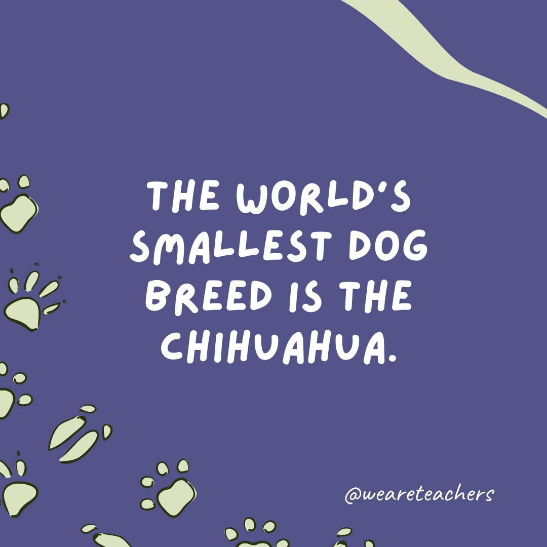 The world's smallest dog breed is the Chihuahua.- animal facts