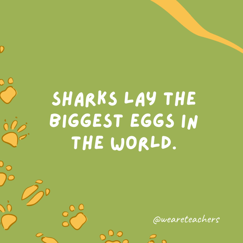 Sharks lay the biggest eggs in the world an example of animal facts.