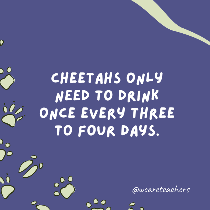 Cheetahs only need to drink once every three to four days.- animal facts
