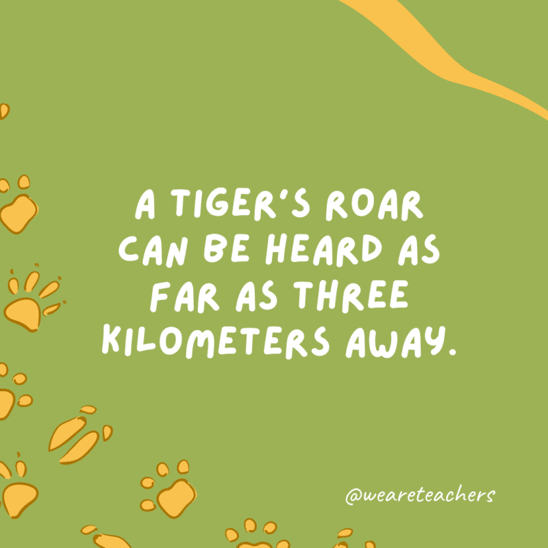 A tiger’s roar can be heard as far as three kilometers (two miles) away.- animal facts