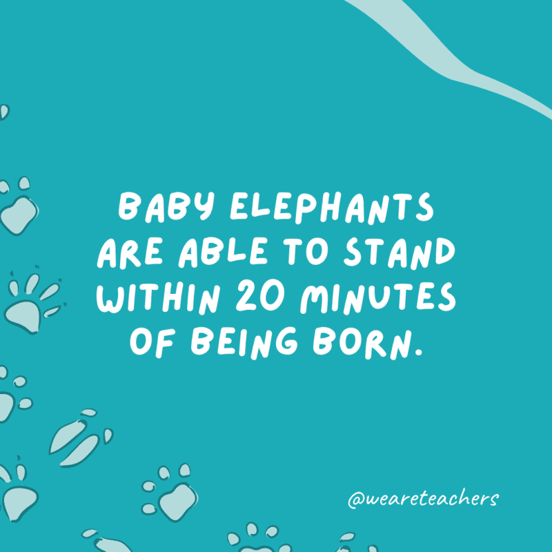 Baby elephants are able to stand within 20 minutes of being born an example of animal facts.- animal facts