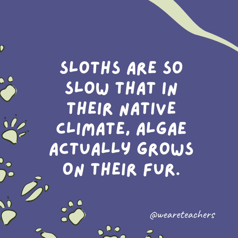Sloths are so slow that in their native climate, algae actually grows on their fur.- animal facts