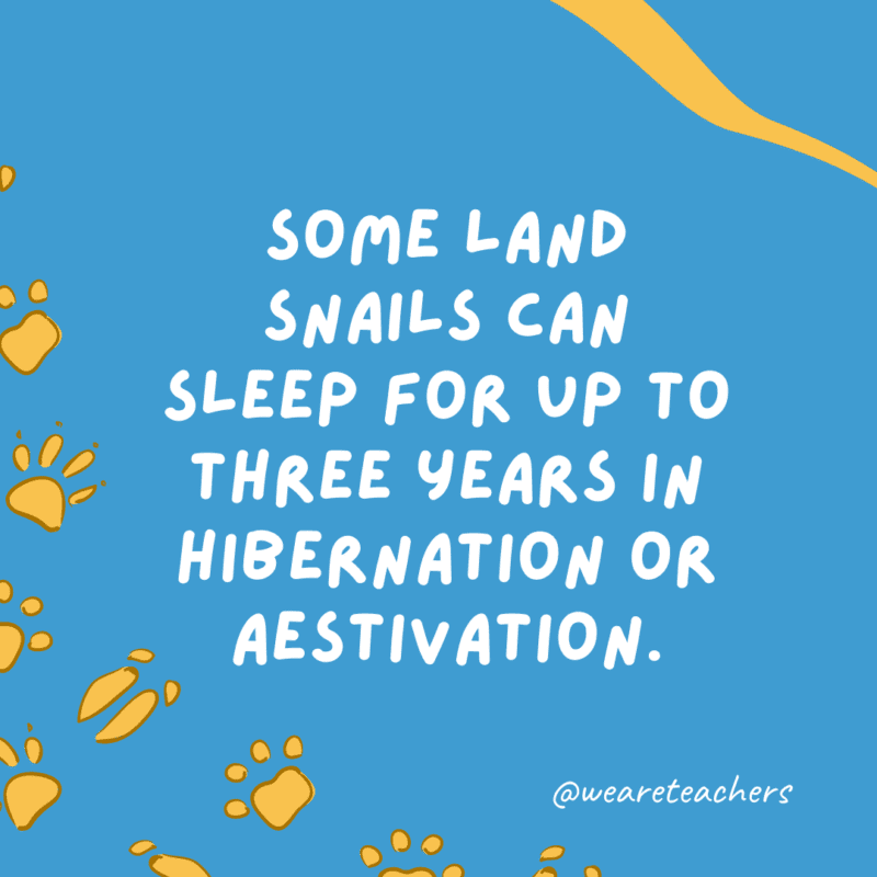 Some land snails can sleep for up to three years in hibernation or aestivation an example of animal facts.