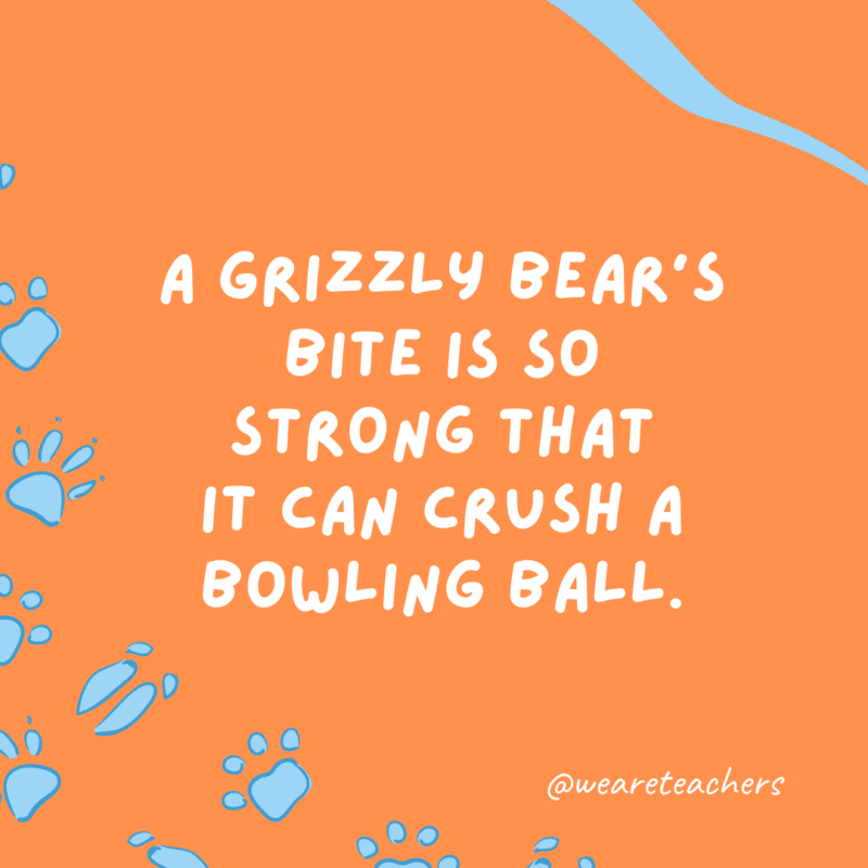 A grizzly bear’s bite is so strong that it can crush a bowling ball.- animal facts