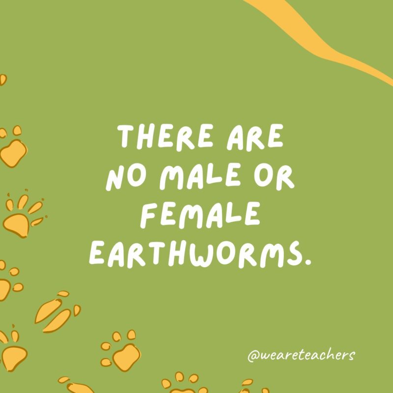 There are no male or female earthworms an example of animal facts.