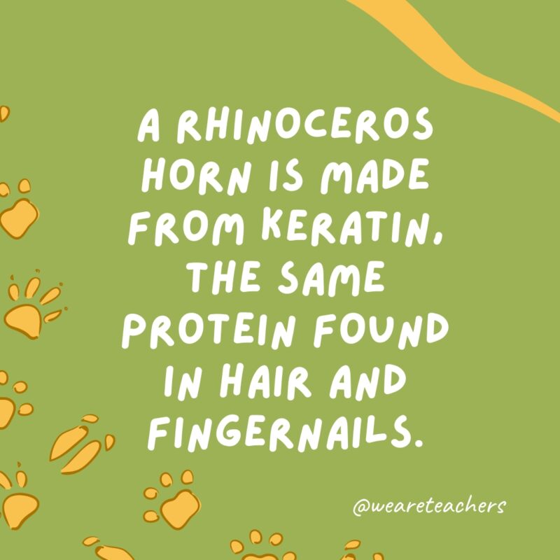 A rhinoceros horn is made from keratin, the same protein found in hair and fingernails.
