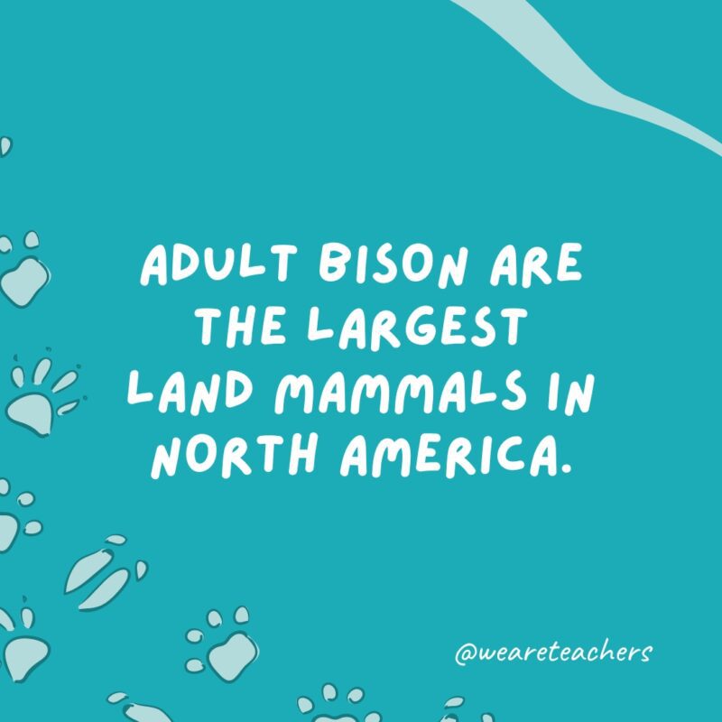 Adult bison are the largest land mammals in North America an example of animal facts.- animal facts