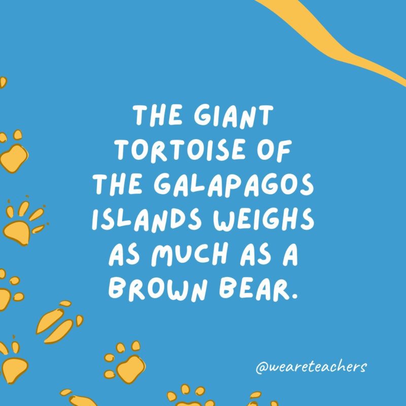 The giant tortoise of the Galapagos Islands weighs as much as a brown bear an example of animal facts.