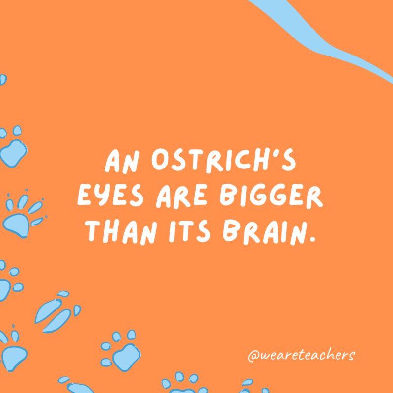 An ostrich’s eyes are bigger than its brain.- animal facts