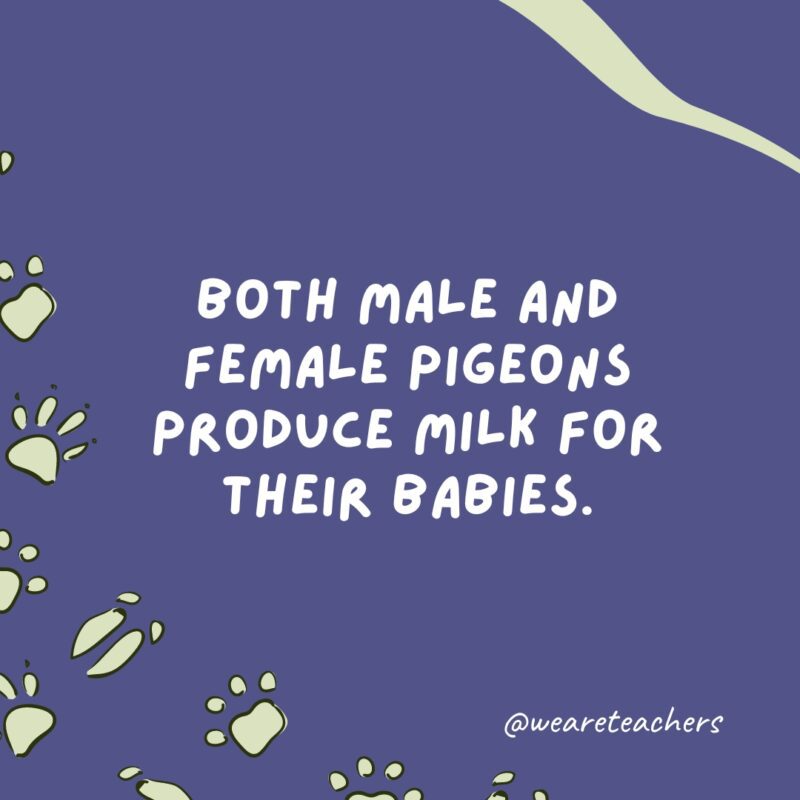 Both male and female pigeons produce milk for their babies.- animal facts