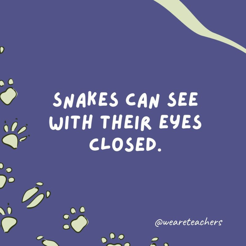 Snakes can see with their eyes closed an example of animal facts.