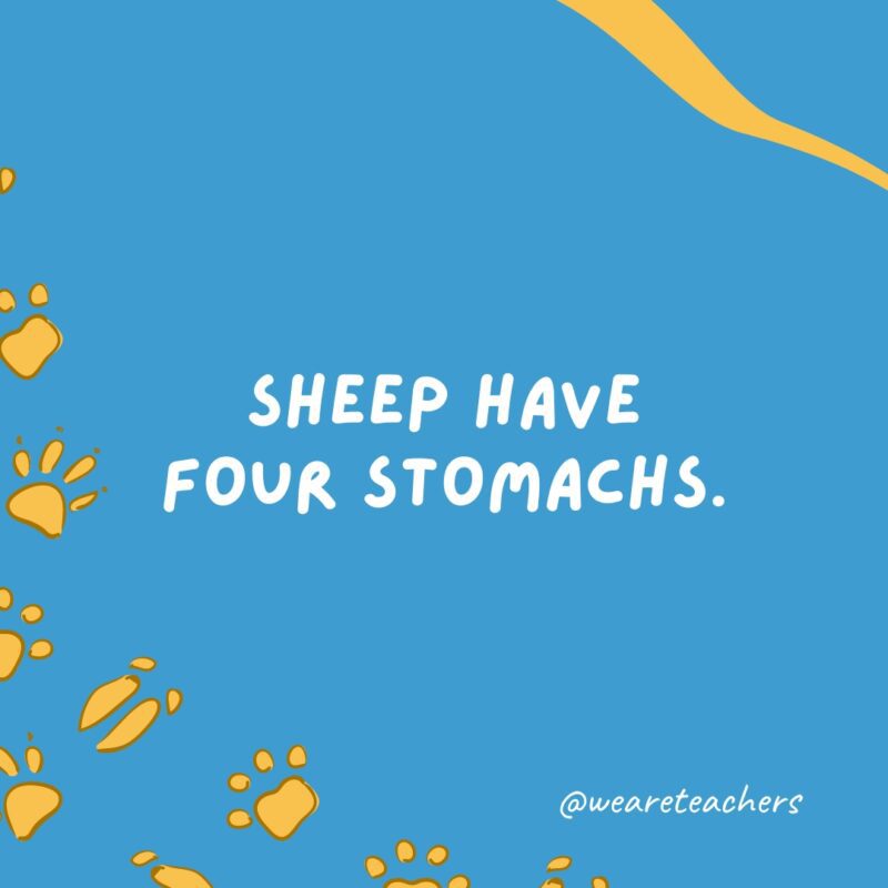 Sheep have four stomachs.- animal facts