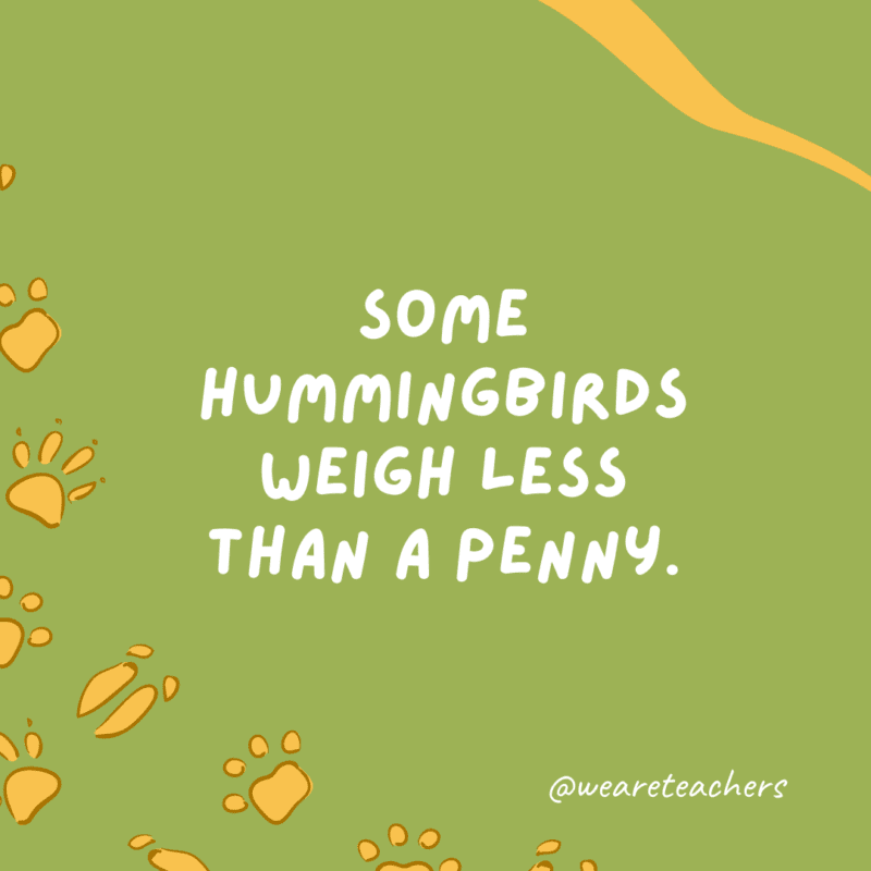 Some hummingbirds weigh less than a penny an example of animal facts.