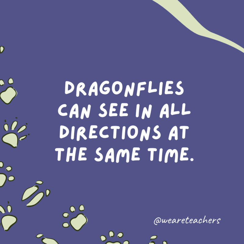 Dragonflies can see in all directions at the same time.- animal facts