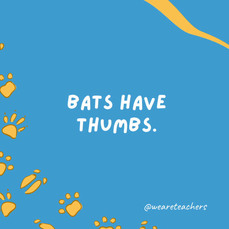 Bats have thumbs an example of animal facts.