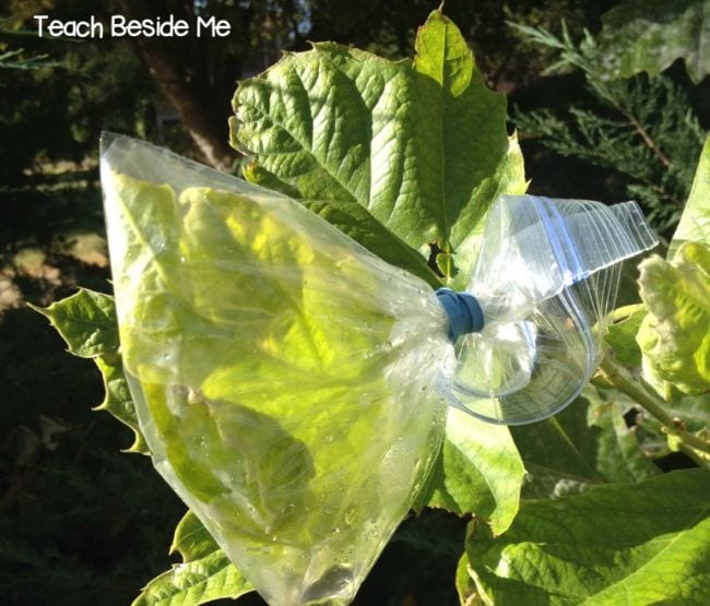 Plastic zipper bag tied around leaves on a tree