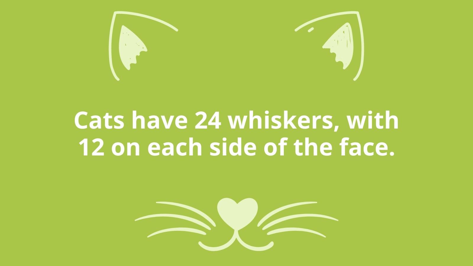 Cats have 24 whiskers, with 12 on each side of their face.- example of educational brain break- sharing fun facts