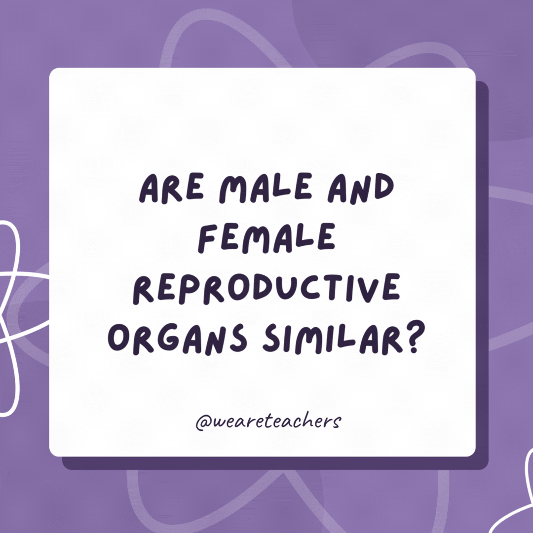 Are male and female reproductive organs similar?

No. There’s a vas deferens!