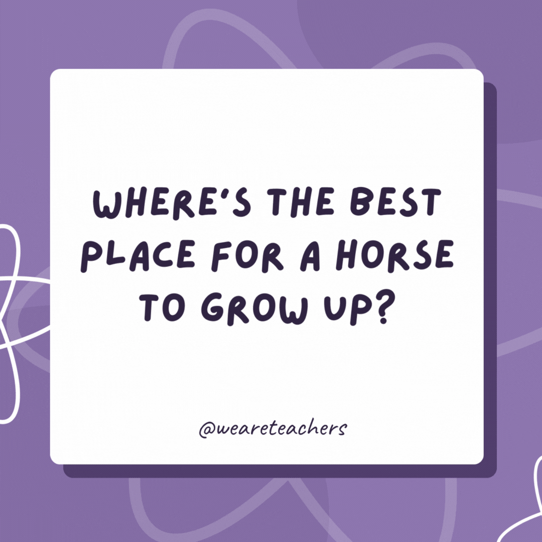 Where’s the best place for a horse to grow up?

In a stable environment.- biology jokes