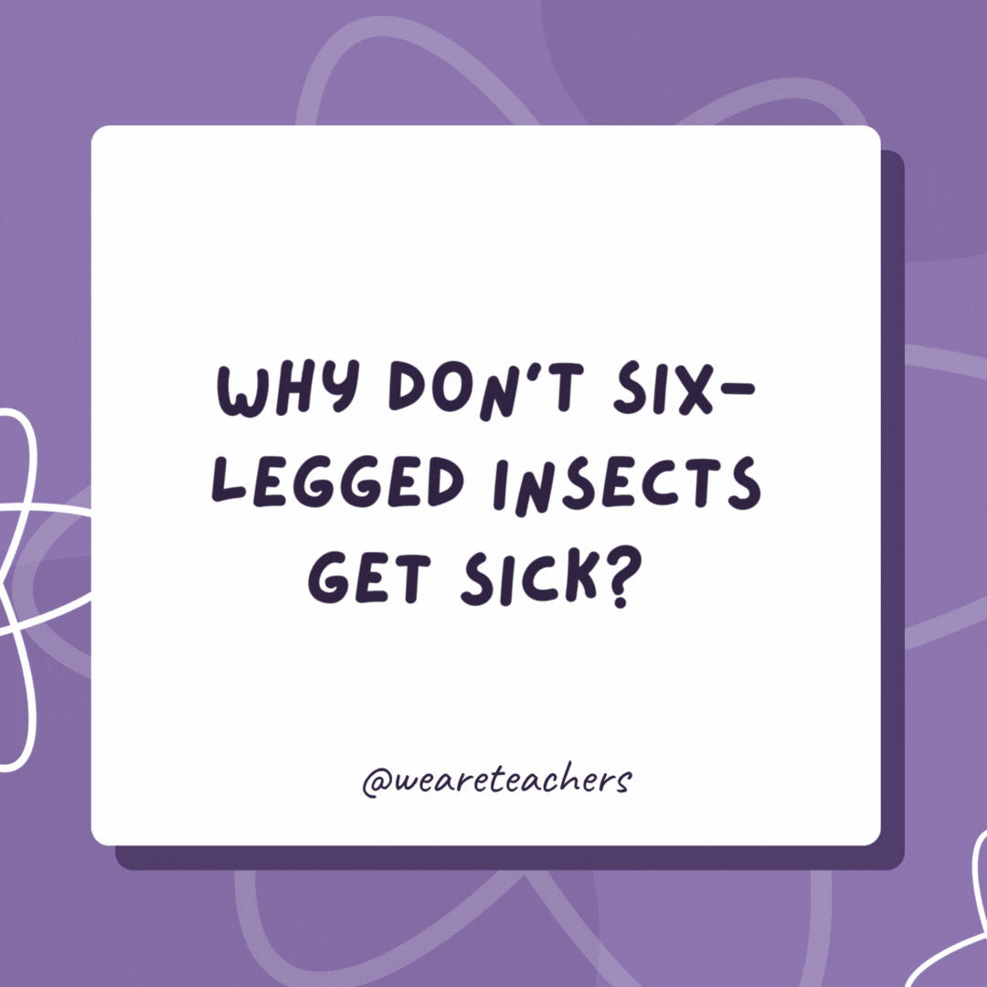 Why don’t six-legged insects get sick? 

They have strong anty-bodies!