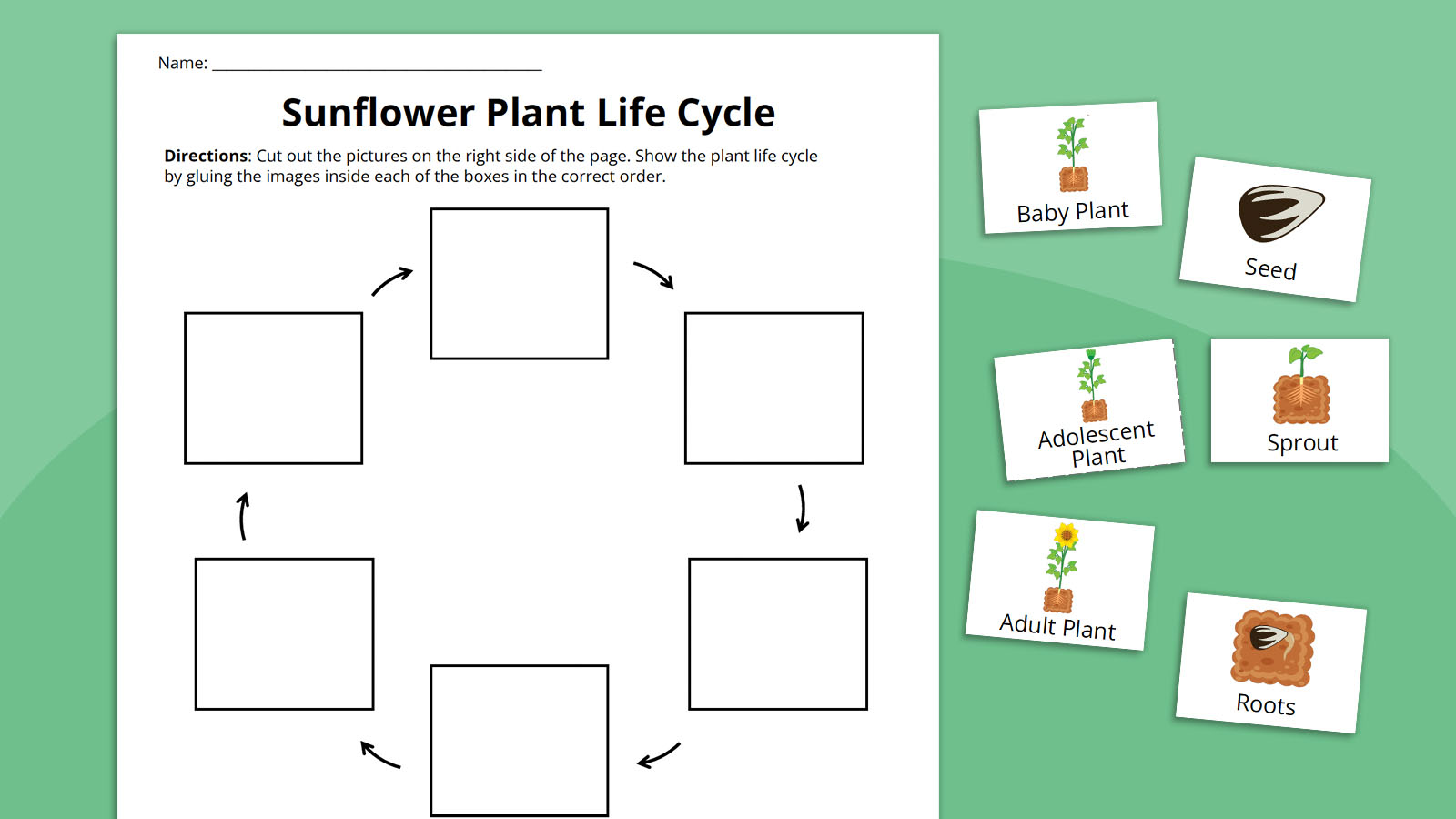 Life Cycle of The Plant 2- plant life cycle worksheet