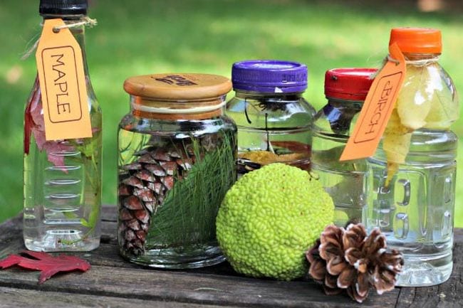 A selection of nature items, some in glass jars with labels
