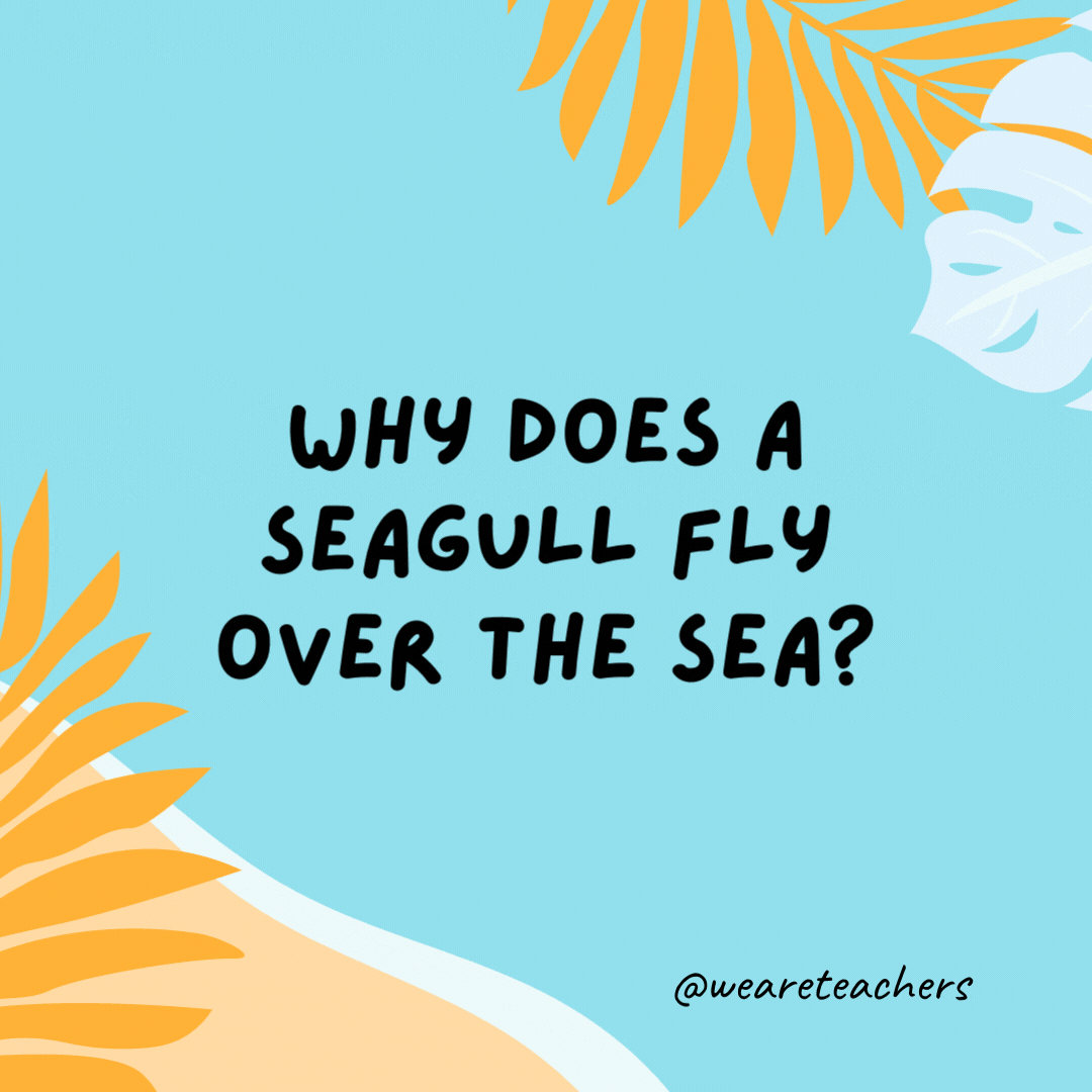 Why does a seagull fly over the sea? Because if it flew over the bay, it would be a bagel.- funny summer jokes for kids