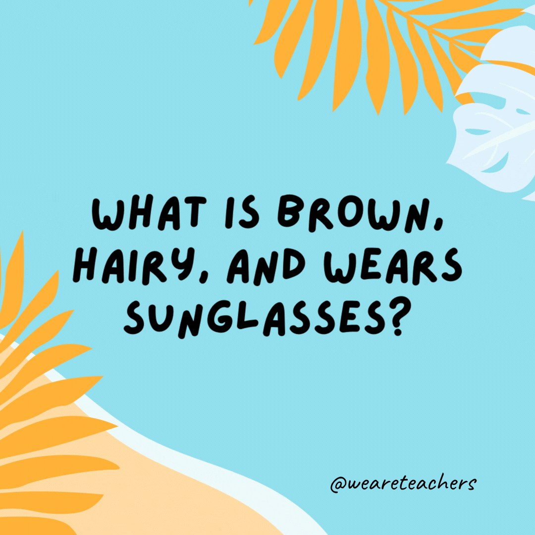 What is brown, hairy, and wears sunglasses? A coconut on vacation. - funny summer jokes for kids