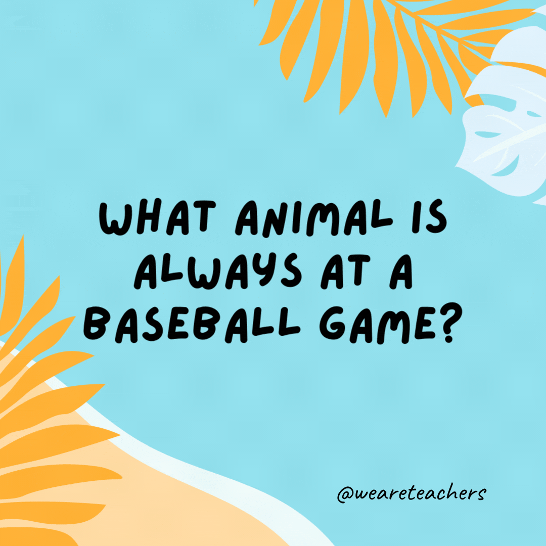 What animal is always at a baseball game? A bat.- funny summer jokes for kids