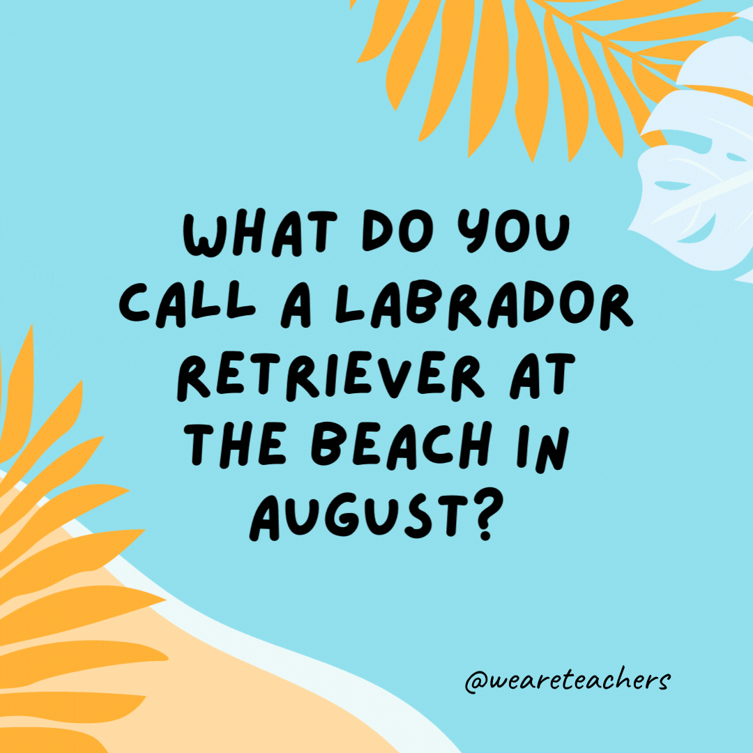 What do you call a Labrador retriever at the beach in August? A hot dog.- funny summer jokes for kids