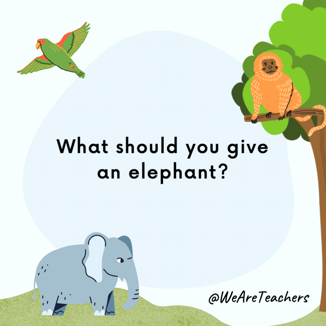 What should you give an elephant?

Plenty of room.