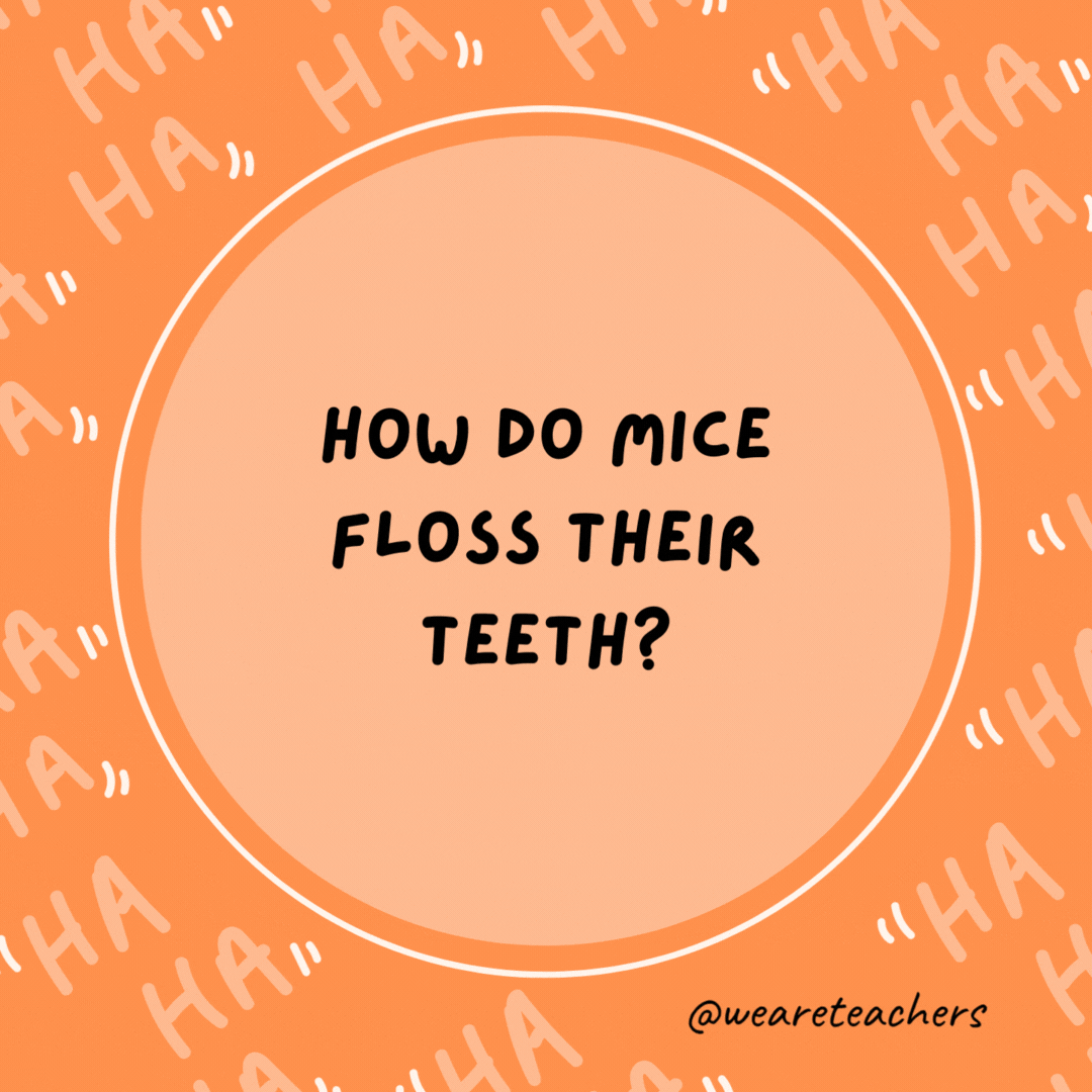 How do mice floss their teeth? With string cheese.- dad jokes for kids