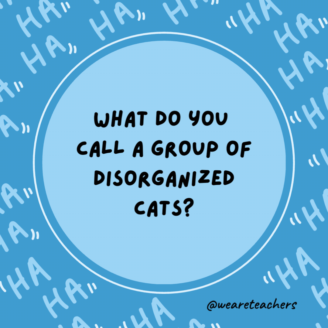 What do you call a group of disorganized cats?

A cat-astrophe.