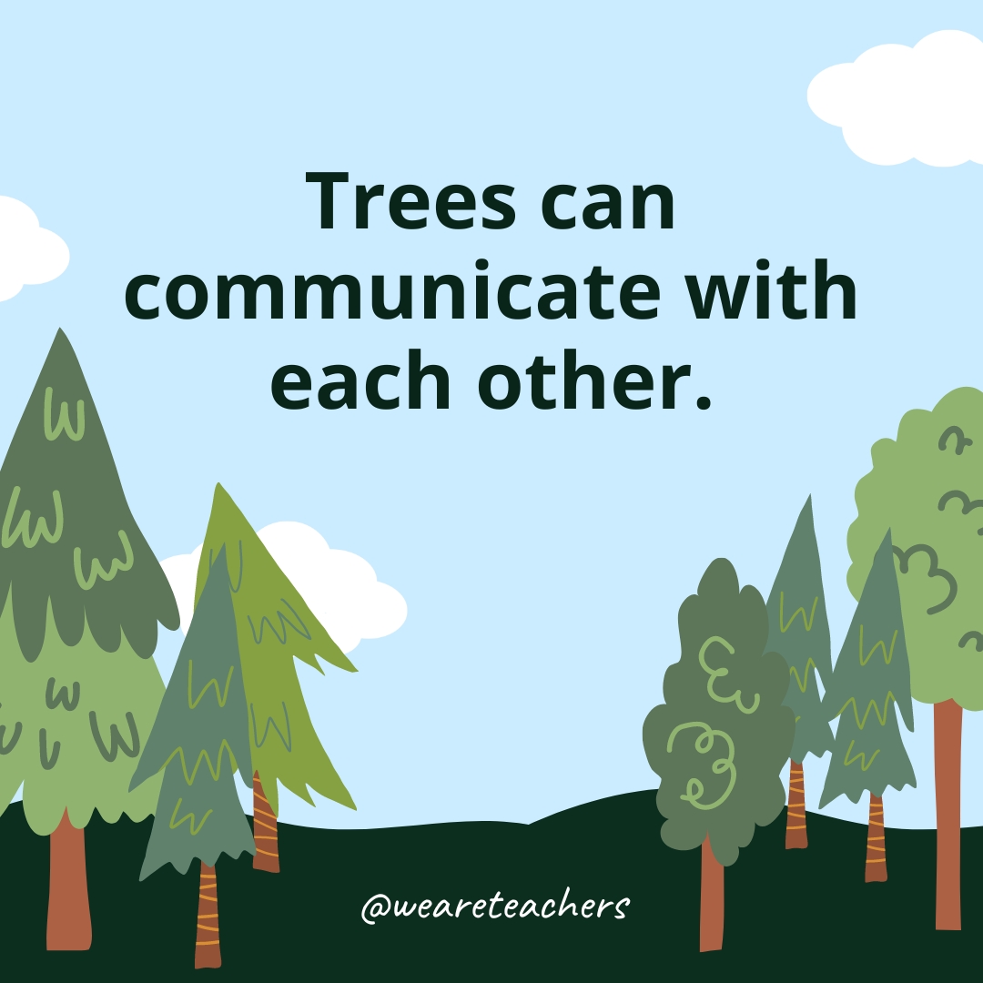 Trees can communicate with each other.