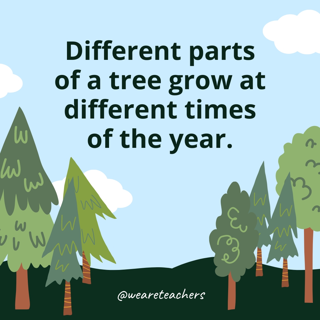 Different parts of a tree grow at different times of the year.