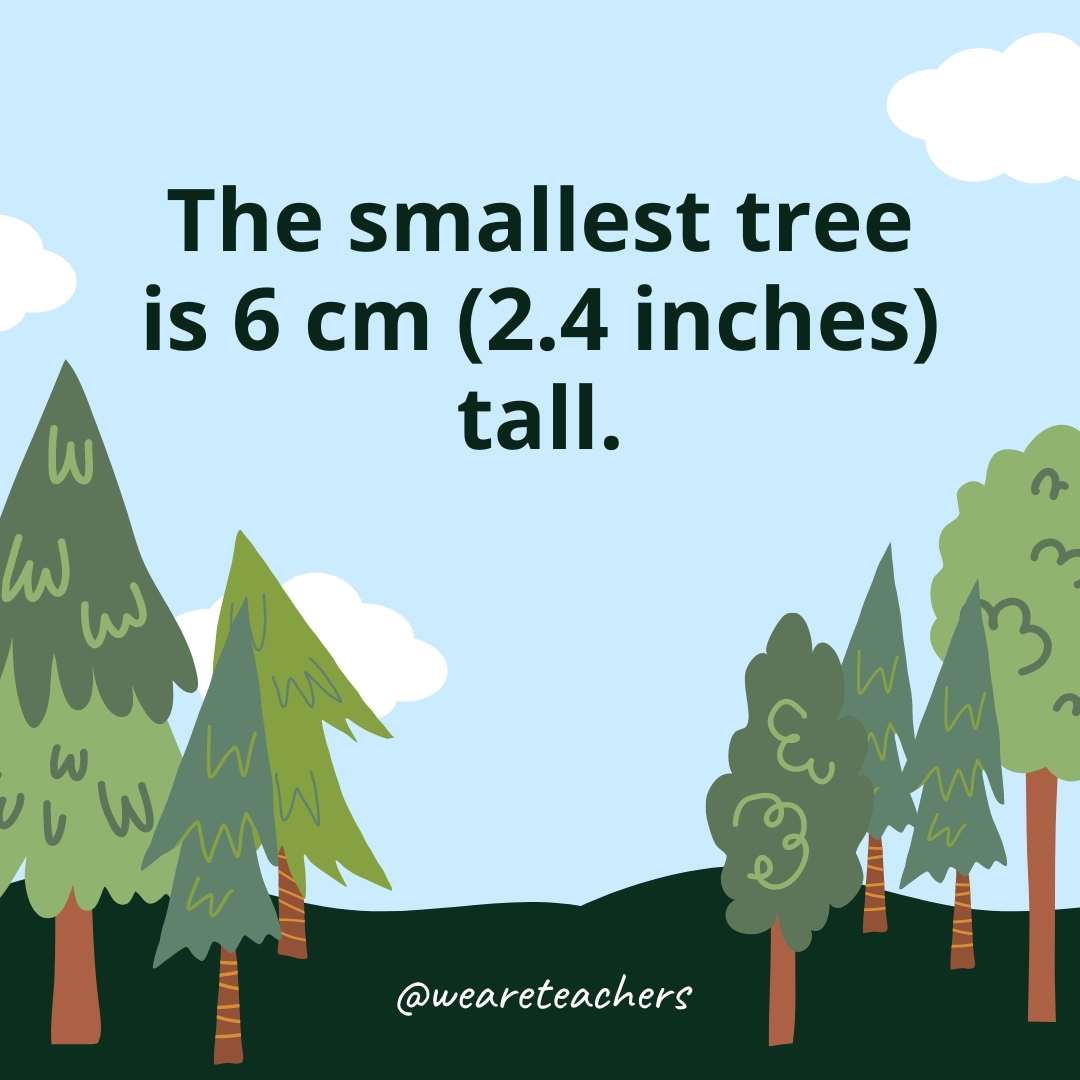 The smallest tree is 6 cm (2.4 inches) tall.- Facts About Trees