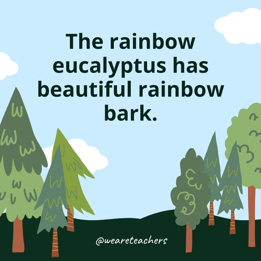 The rainbow eucalyptus has beautiful rainbow bark.