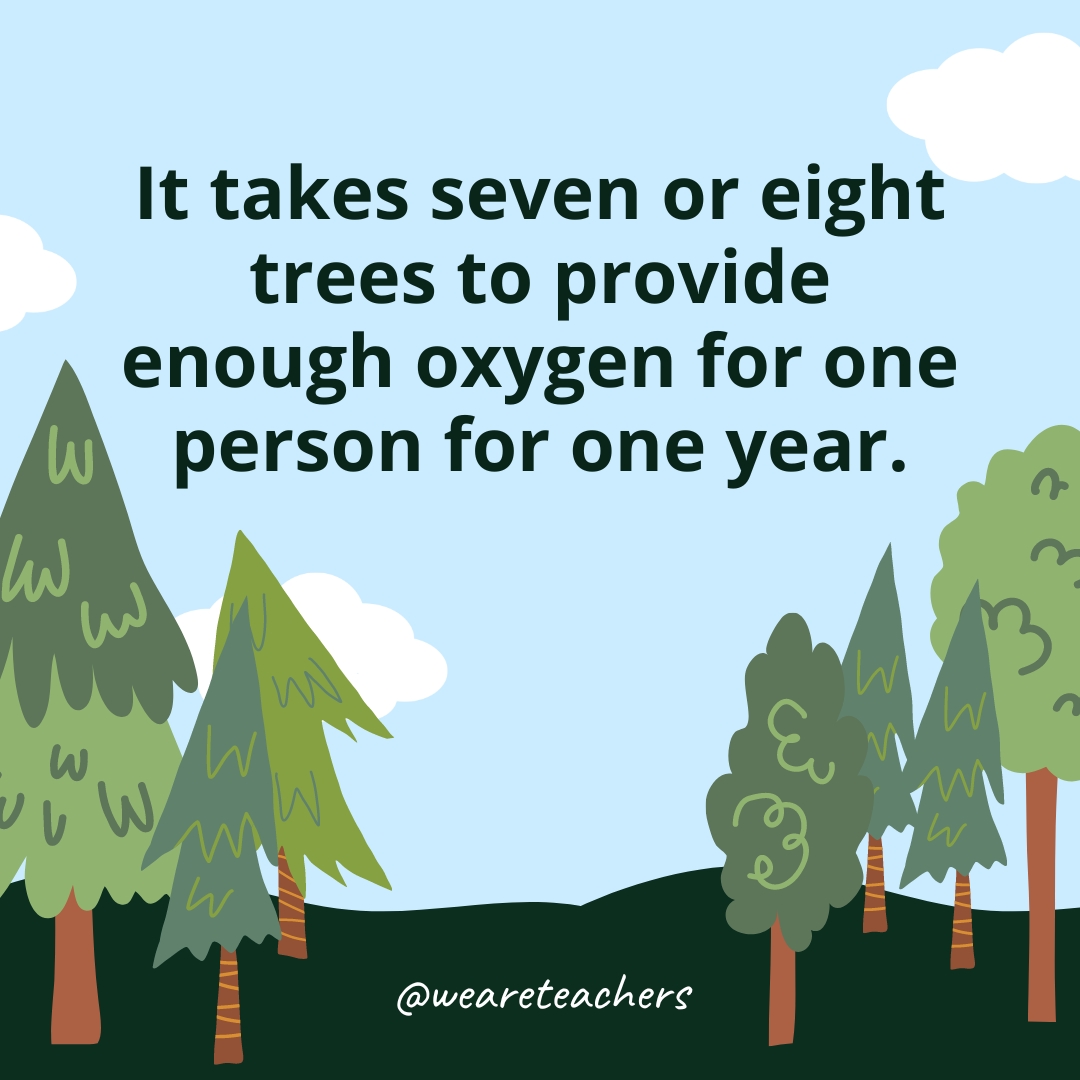 It takes seven or eight trees to provide enough oxygen for one person for one year.