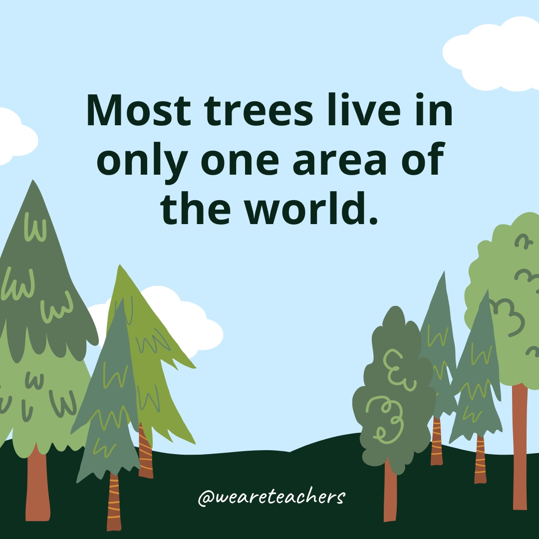 Most trees live in only one area of the world.