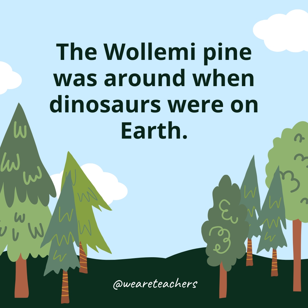 The Wollemi pine was around when dinosaurs were on Earth.- Facts About Trees