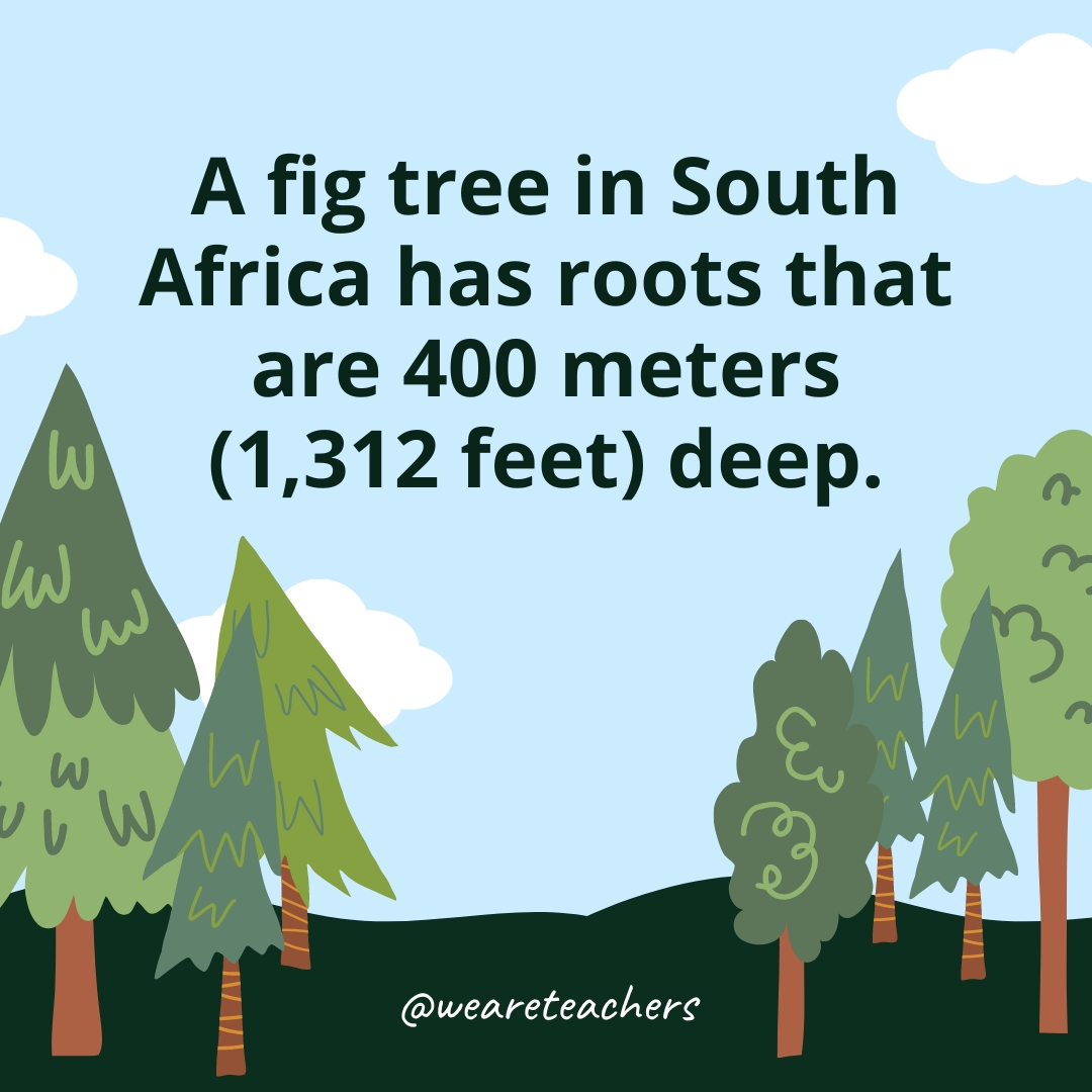 A fig tree in South Africa has roots that are 400 meters (1,312 feet) deep.