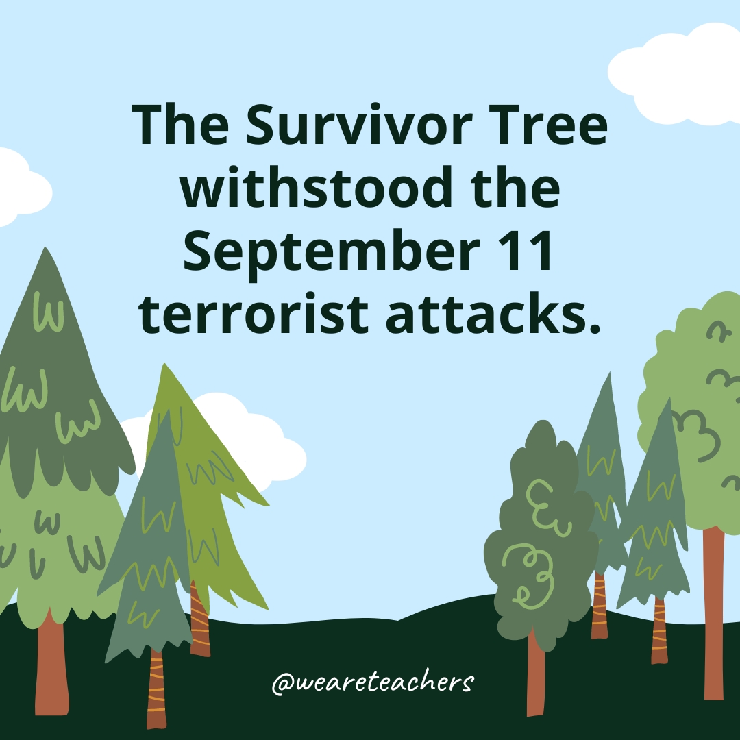 The Survivor Tree withstood the September 11 terrorist attacks.