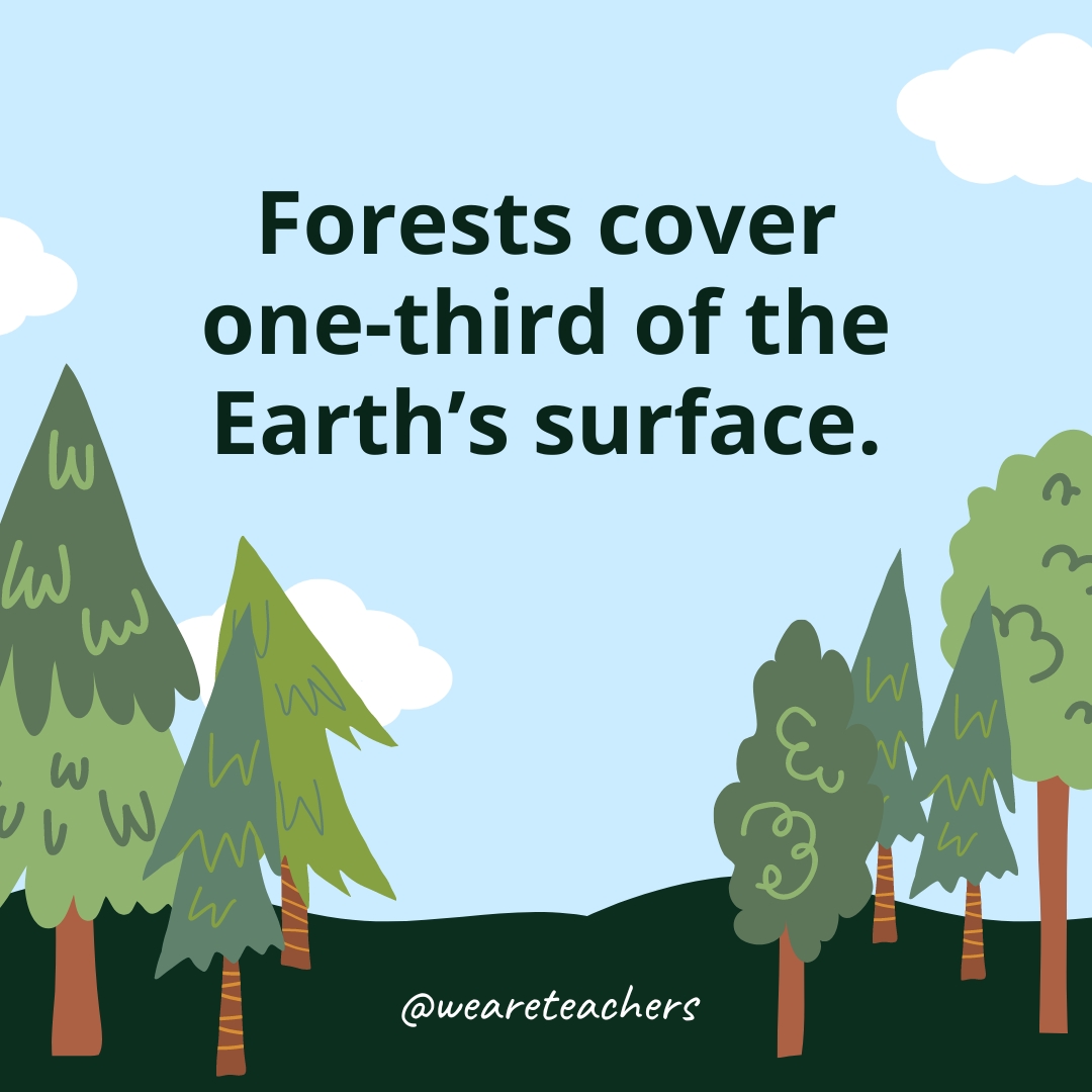 Forests cover one-third of the Earth’s surface.- Facts About Trees